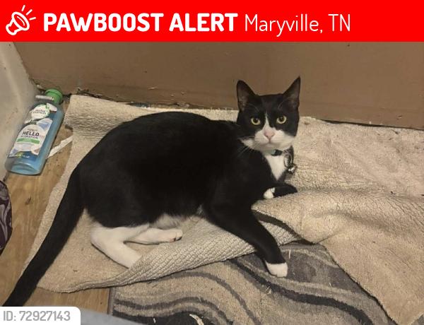 Lost Male Cat last seen Near alcoa Lowe's , Maryville, TN 37801