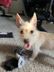 Reunited Female Dog last seen Near Oates Dr, Dallas, TX 75228, USA, Dallas, TX 75228