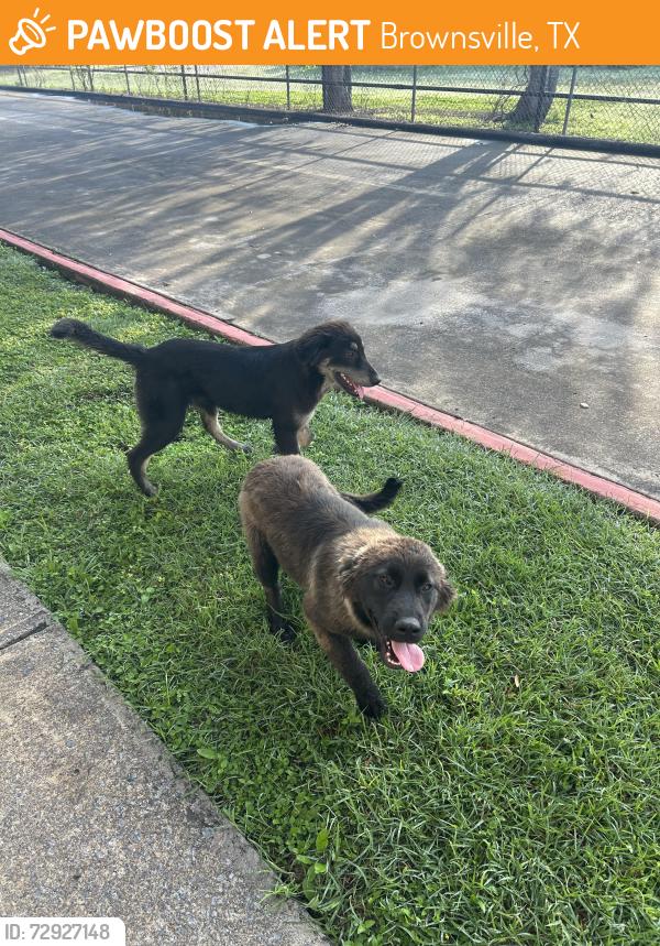Found/Stray Unknown Dog last seen Walmart on Alton Gloor, Brownsville, TX 78520