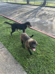 Found/Stray Unknown Dog last seen Walmart on Alton Gloor, Brownsville, TX 78520