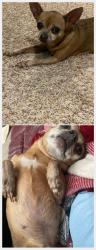 Reunited Female Dog last seen S River Rd Elsberry MO - Kickapoo neighborhood, Hurricane Township, MO 63343