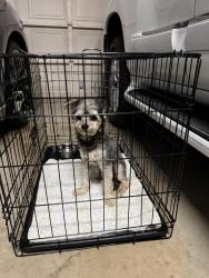 Found/Stray Unknown Dog last seen Potomac pkwy 76017, Arlington, TX 76017