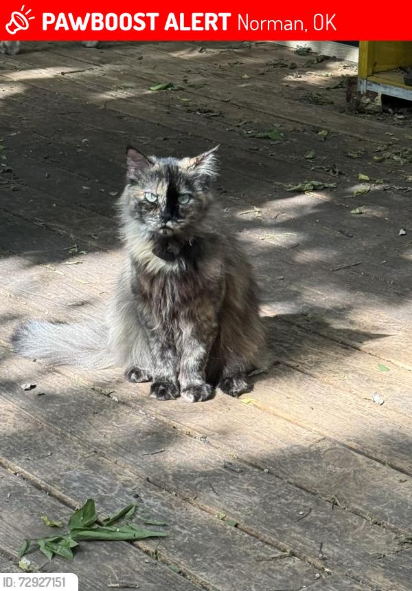 Lost Female Cat last seen Western view and alpine cir, Norman, OK 73072