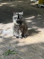 Lost Female Cat last seen Western view and alpine cir, Norman, OK 73072