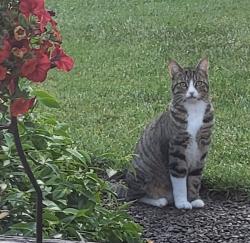 Reunited Female Cat last seen Brewer Park, Eugene, OR 97401
