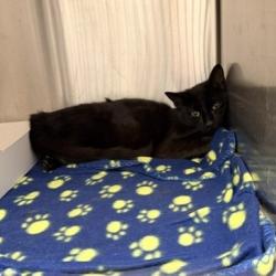 Shelter Stray Male Cat last seen Near , 2600 S Harding St, Indianapolis, IN 46221, USA
