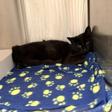 Shelter Stray Male Cat last seen Near , 2600 S Harding St, Indianapolis, IN 46221, USA