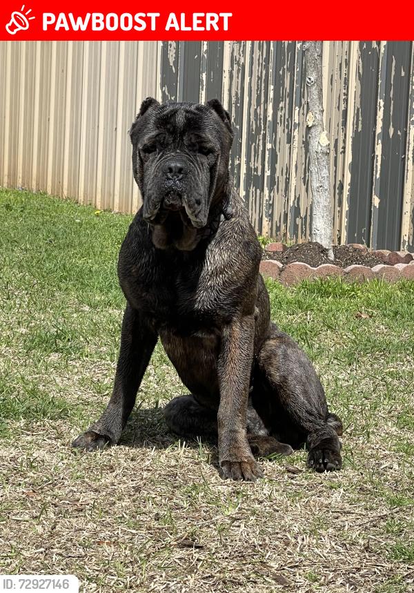 Lost Male Dog last seen Airline dr , St. Landry Parish, LA 70570