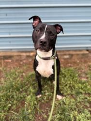 Shelter Stray Male Dog last seen CHARLOTTE, Charlotte, NC 28217