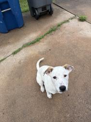 Found/Stray Female Dog last seen Near s 31 w ave tulsa ok, Tulsa, OK 74107