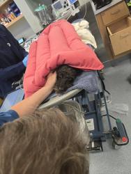 Reunited Male Dog last seen West creek, Clarksville, TN 37040