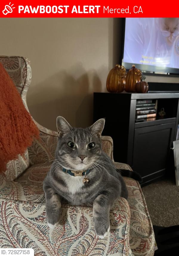 Lost Female Cat last seen Parsons Ave/Rahilly Park, Merced, CA 95340