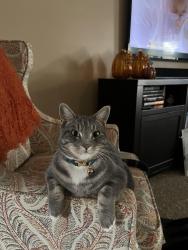 Lost Female Cat last seen Parsons Ave/Rahilly Park, Merced, CA 95340