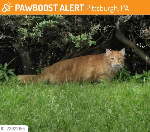 Found/Stray Unknown Cat last seen Clemensha, Dorchester, Knowlson, Pittsburgh, PA 15226