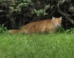 Found/Stray Unknown Cat last seen Clemensha, Dorchester, Knowlson, Pittsburgh, PA 15226