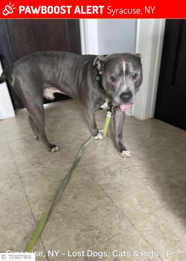 Lost Male Dog last seen schiller ave, Syracuse, NY 13208