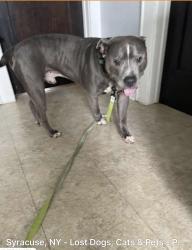 Lost Male Dog last seen schiller ave, Syracuse, NY 13208
