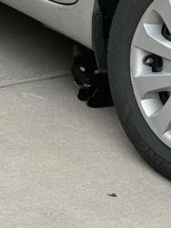 Reunited Unknown Cat last seen Alamagordo Dr. NW being the Homedepot on Coors and Quail, Albuquerque, NM 87120