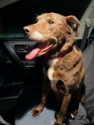 Reunited Female Dog last seen Buckingham rd and Greenwich, Winston-Salem, NC 27104