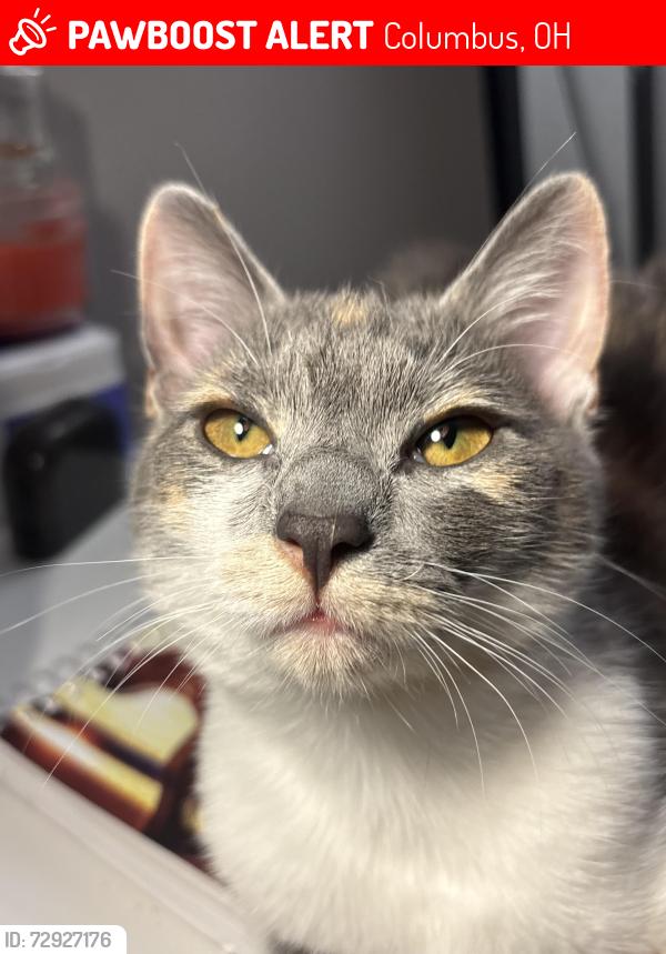 Lost Female Cat last seen Near chesford rd, Columbus, OH 43224