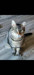 Lost Female Cat last seen Christopher drive, Oakville, Oakville, MO 63129