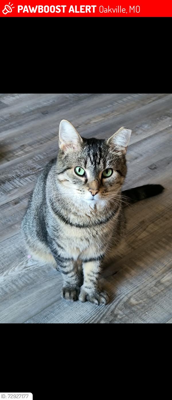 Lost Female Cat last seen Christopher drive, Oakville, Oakville, MO 63129
