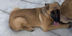 Reunited Unknown Dog last seen Port St. Lucie, Port St. Lucie, FL 34986