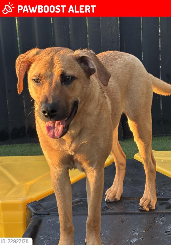 Lost Male Dog last seen Ashely phosphate and Dorchester behind big shopping center, North Charleston, SC 29418