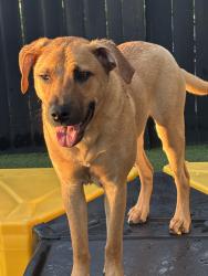 Lost Male Dog last seen Ashely phosphate and Dorchester behind big shopping center, North Charleston, SC 29418
