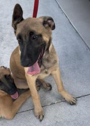 Reunited Unknown Dog last seen Port St. Lucie, Port St. Lucie, FL 34986