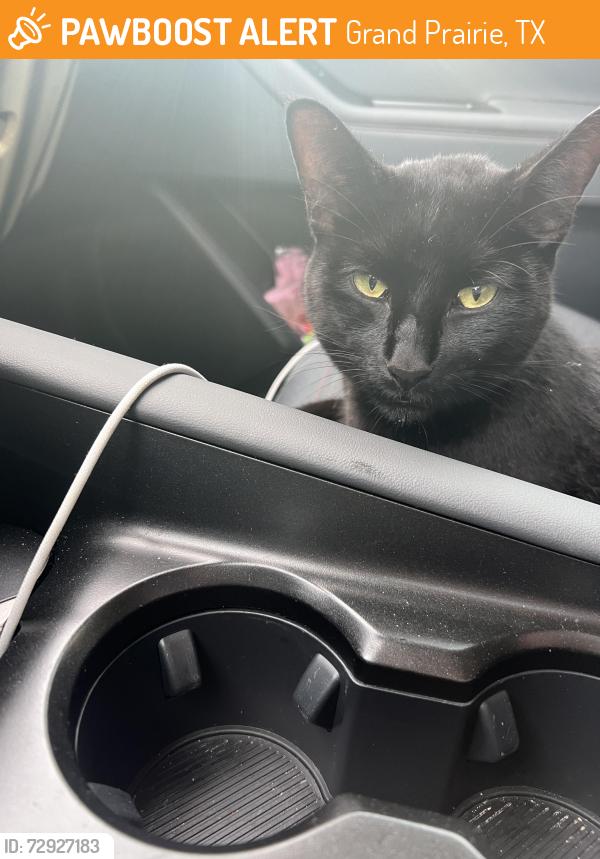 Found/Stray Unknown Cat last seen Travis st and Lake Ridge Pkwy, Grand Prairie, TX 75052