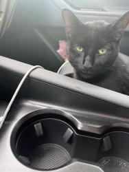 Found/Stray Unknown Cat last seen Travis st and Lake Ridge Pkwy, Grand Prairie, TX 75052