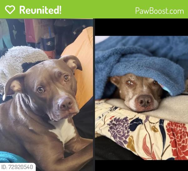 Reunited Female Dog last seen Fir st and lake mead blvd , Henderson, NV 89015