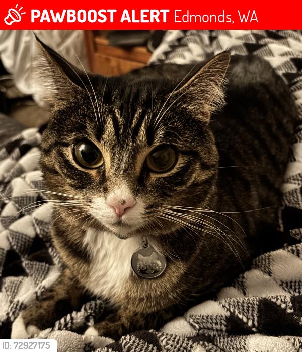 Lost Female Cat last seen Near 207th st sw Edmonds, Edmonds, WA 98026
