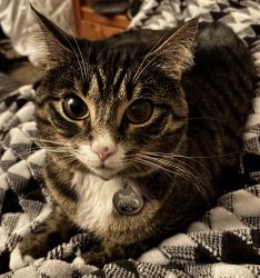 Lost Female Cat last seen Near 207th st sw Edmonds, Edmonds, WA 98026