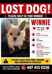 Lost Female Dog last seen US 27, Leesburg, FL 34748
