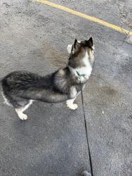 Reunited Female Dog last seen S sable blvd, Aurora, CO 80012