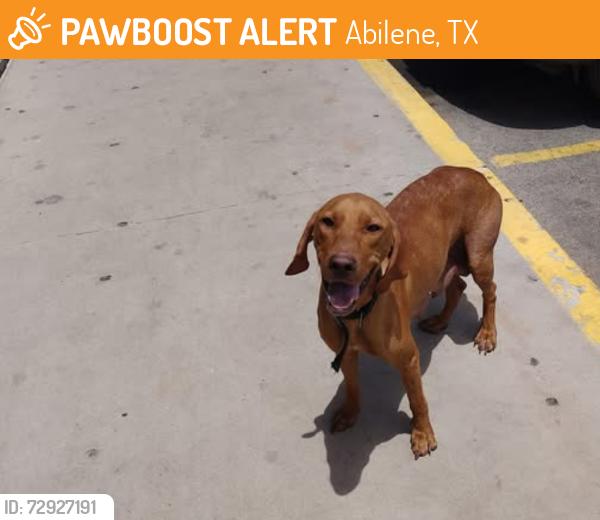 Found/Stray Female Dog last seen Braums, Abilene, TX 79601