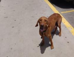 Found/Stray Female Dog last seen Braums, Abilene, TX 79601