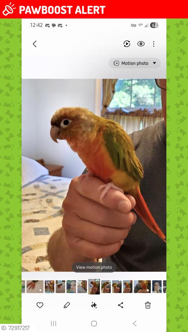 Lost Female Bird last seen Heister Valley Road near Sawmill Lane, Mount Pleasant Mills, PA 17853