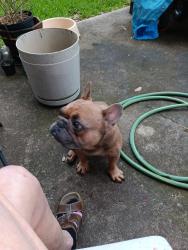 Reunited Male Dog last seen Angleton TX 77515, Angleton, TX 77515