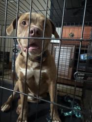 Found/Stray Male Dog last seen Camp Wahsega road, Dahlonega, GA 30533