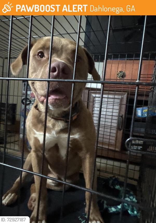 Found/Stray Male Dog last seen Camp Wahsega road, Dahlonega, GA 30533