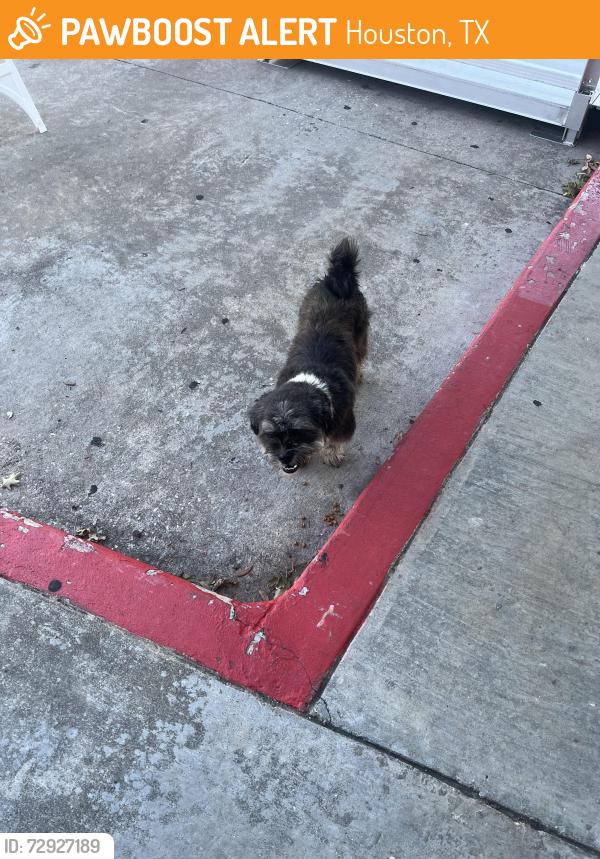 Found/Stray Unknown Dog last seen Lathrop, Houston, TX 77020