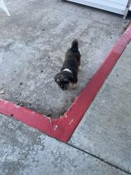 Found/Stray Unknown Dog last seen Lathrop, Houston, TX 77020