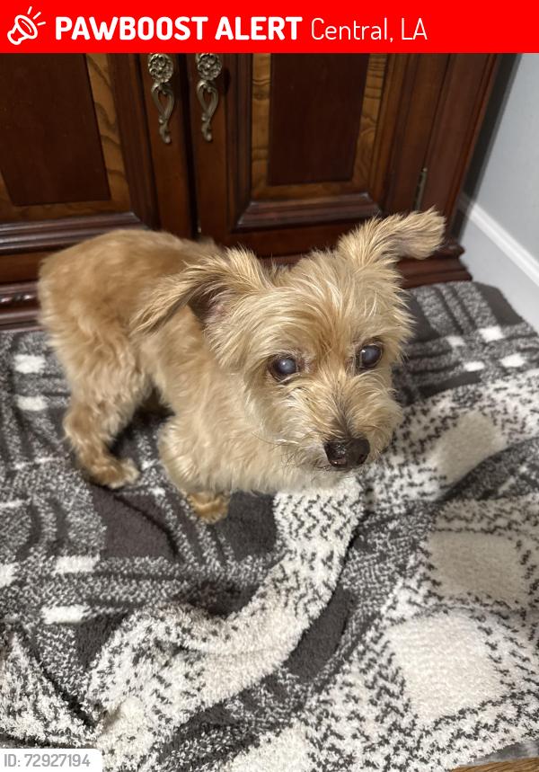 Lost Male Dog last seen Durmast, Central, LA 70739