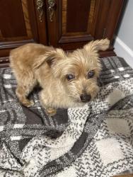 Lost Male Dog last seen Durmast, Central, LA 70739