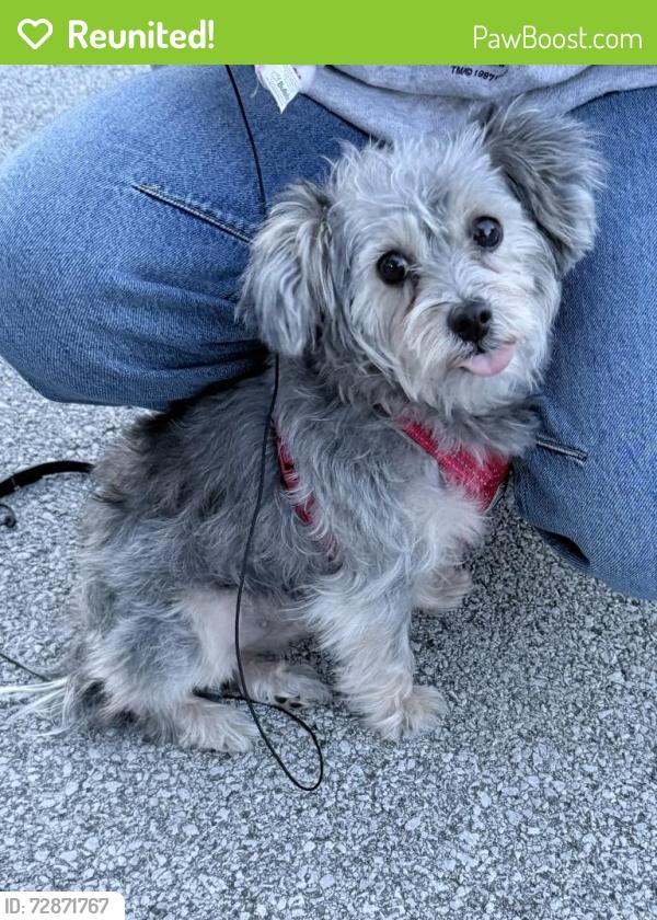Reunited Female Dog last seen Echo Ln and Frontenac St, Aurora, IL 60504
