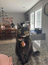Lost Female Cat last seen Arrow wood bend and corral gables , San Antonio, TX 78261