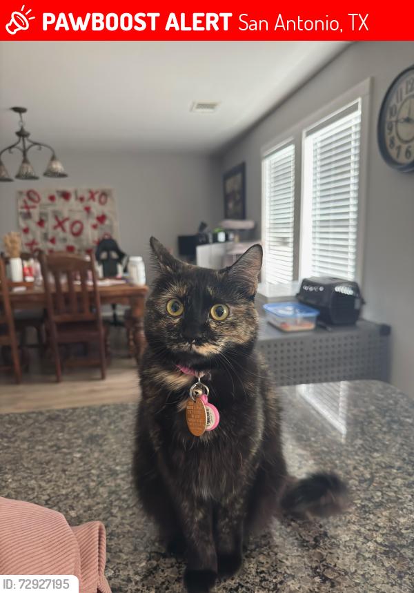 Lost Female Cat last seen Arrow wood bend and corral gables , San Antonio, TX 78261